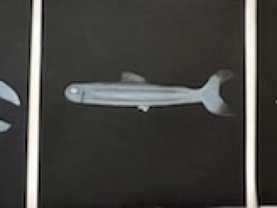 Thumbnail Img 7663